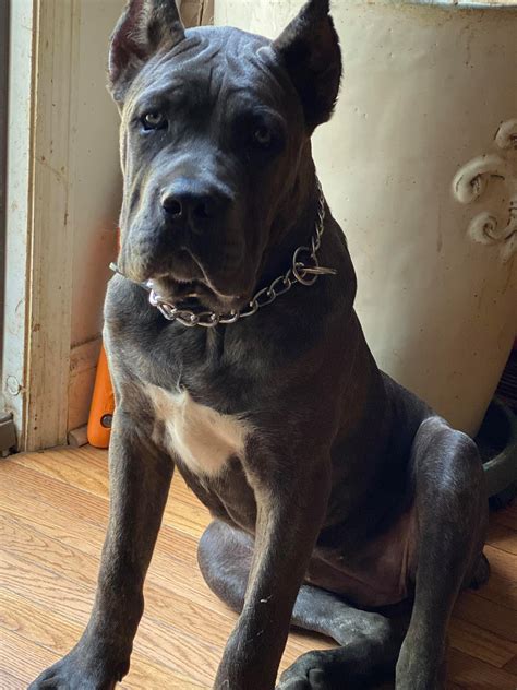 615 cane corso - Find a Cane Corso puppy from reputable breeders near you in Everett, WA. Screened for quality. Transportation to Everett, WA available.